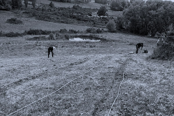 Field Irrigation Replacement